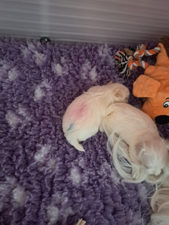 12-08-25 10.27 uur Grazia - Giana